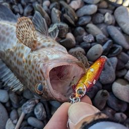 オオモンハタ