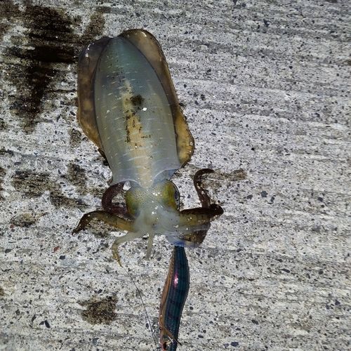 アオリイカの釣果