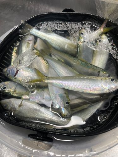 サッパの釣果