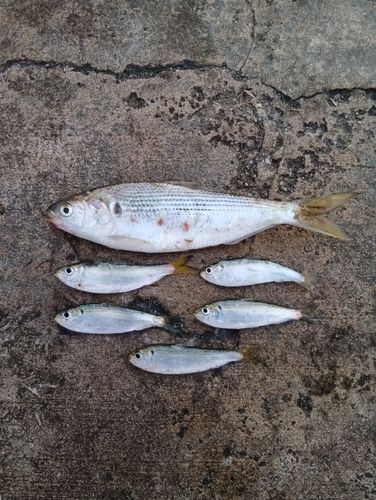 コノシロの釣果