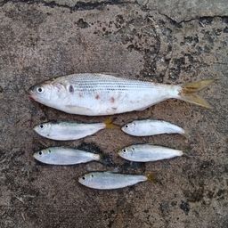 コノシロ