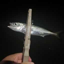サバ