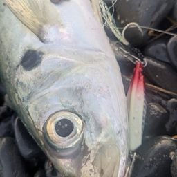 アジ