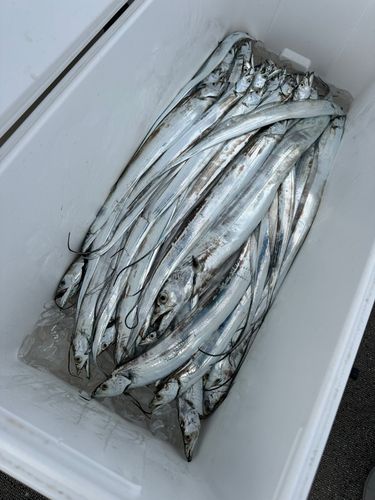 タチウオの釣果