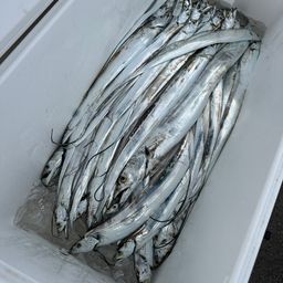 タチウオ