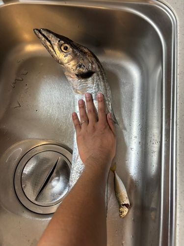 タチウオの釣果