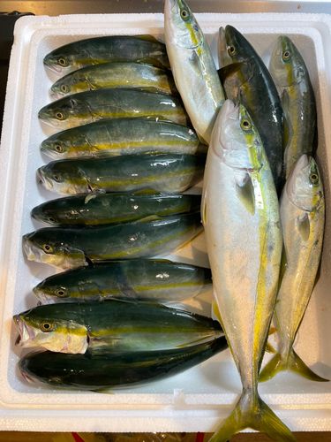 イナダの釣果