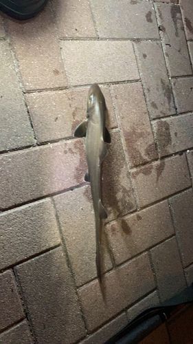 サメの釣果