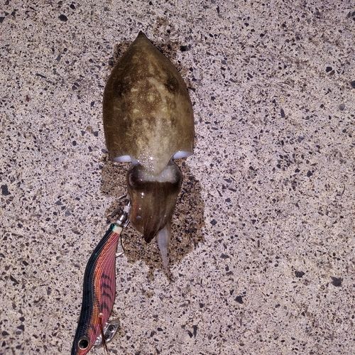 コウイカの釣果