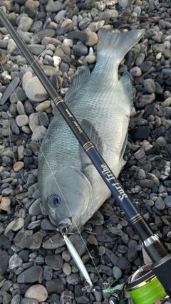 オナガグレの釣果