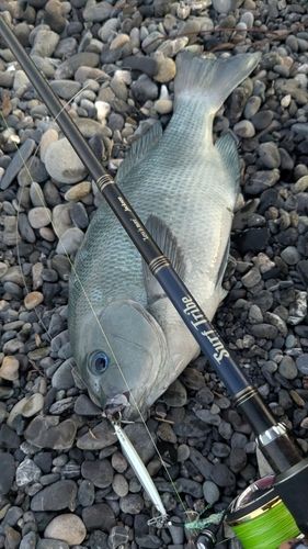 オナガグレの釣果