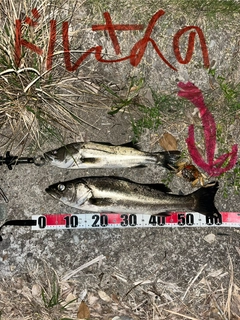 フッコ(マルスズキ)の釣果