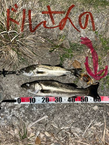 フッコ（マルスズキ）の釣果