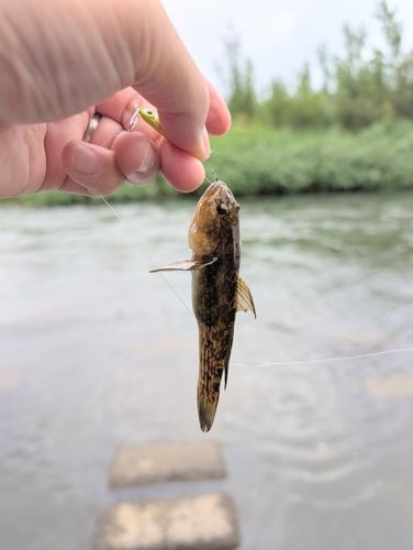 ヌマチチブの釣果