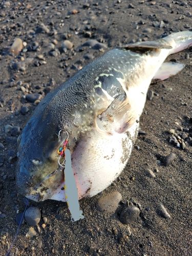 トラフグの釣果