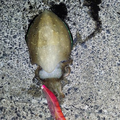 コウイカの釣果