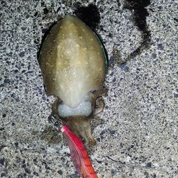 コウイカ