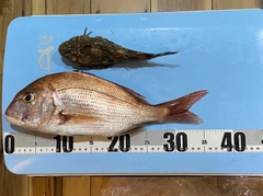 タイの釣果
