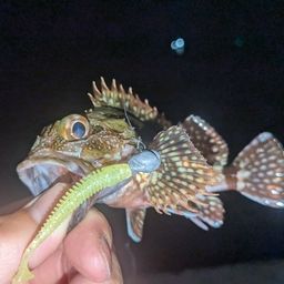 カサゴ