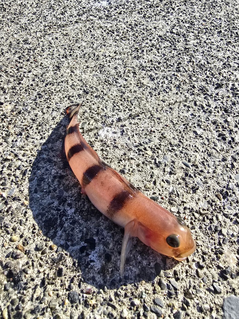 リュウグウハゼ