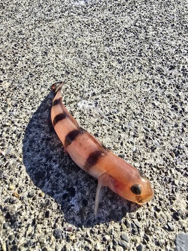 リュウグウハゼの釣果