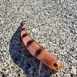 リュウグウハゼ