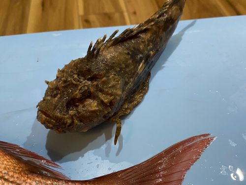オニオコゼの釣果