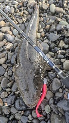 マゴチの釣果