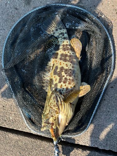 チャイロマルハタの釣果