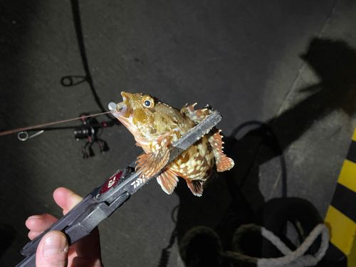 カサゴの釣果