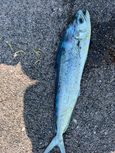 シイラの釣果