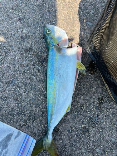ツバスの釣果