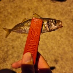 アジ