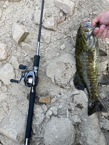 九頭竜川で釣れたブラックバスの釣り・釣果情報 - アングラーズ | 釣果