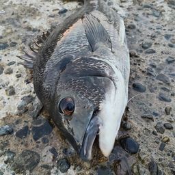 クロダイ