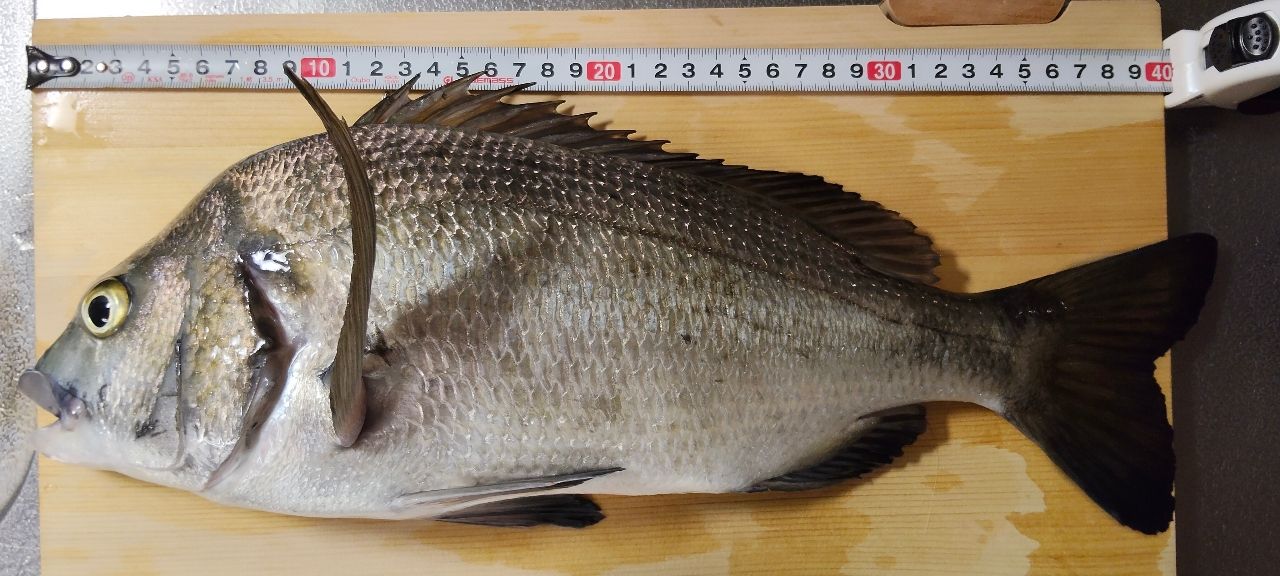クロダイ