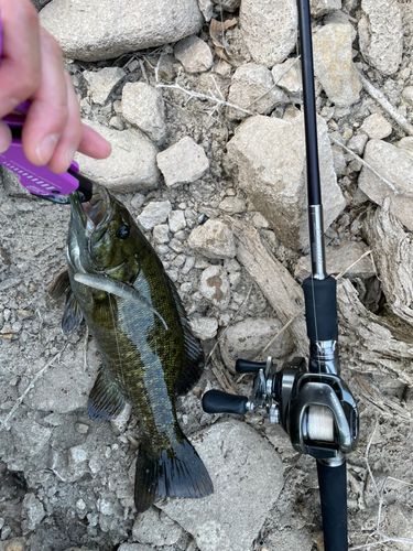 九頭竜川で釣れたブラックバスの釣り・釣果情報 - アングラーズ | 釣果