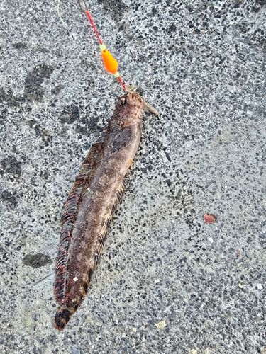 ギンポの釣果