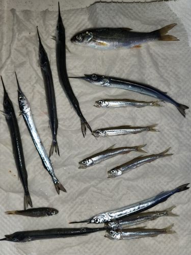 サヨリの釣果
