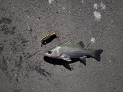 ヒラスズキの釣果