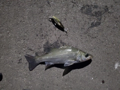 ヒラスズキの釣果