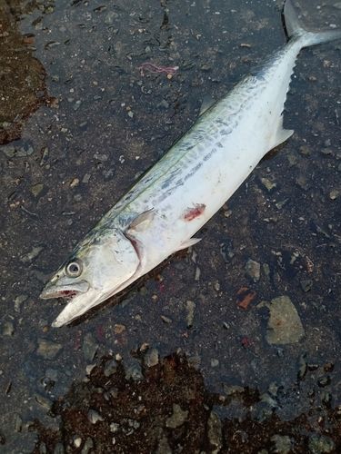 サゴシの釣果