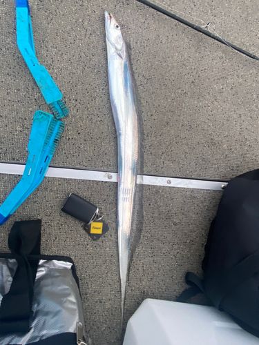 タチウオの釣果