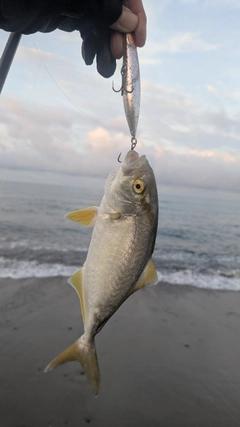 ショゴの釣果
