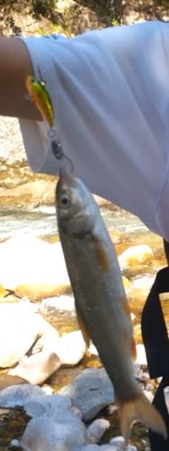 ウグイの釣果