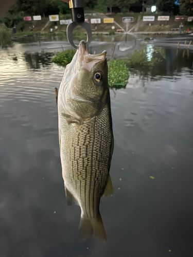 ストライパーの釣果