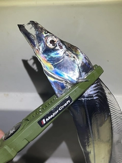 タチウオの釣果
