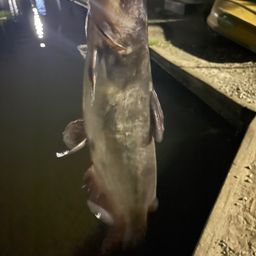 アメリカナマズ
