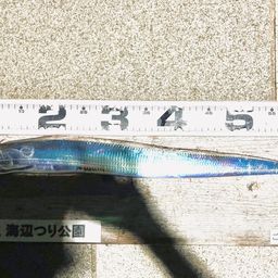 タチウオ