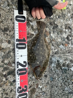 イシモチの釣果